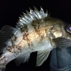 フロートメバリングで。